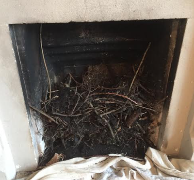 Bird Nest Removal Salisbury - Complete Sweep