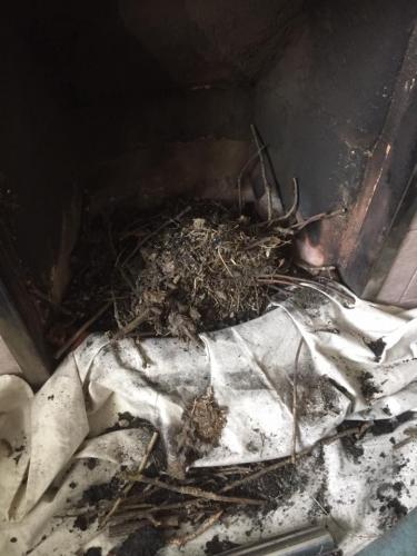 Bird Nest Removal Job Completed In Wiltshire
